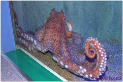 20120908 Japonia Osaka (149)