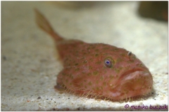 20120908 Japonia Osaka (152)