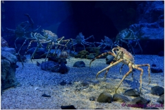 20120908 Japonia Osaka (154)b