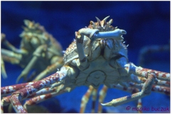 20120908 Japonia Osaka (161)