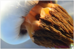 20120908 Japonia Osaka (174)