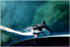 20120908 Japonia Osaka (53)