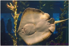 20120908 Japonia Osaka (97)