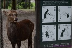 20120905 Japonia Nara (107)