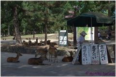 20120905 Japonia Nara (15)