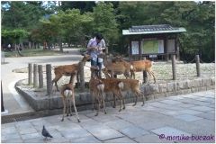 20120905 Japonia Nara (54)