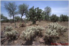 20130430 Meksyk-Teotihuacan 18