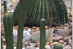 20130502 Meksyk Oaxaca-Mitla-Tule 31