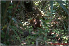 20130507 Gwatemala Tikal-Remate 79