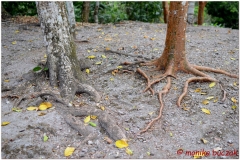 20130509 Meksyk Chetumal-Kohunlich 21