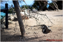20130511 Meksyk Tulum 27