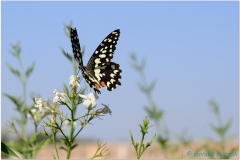 20140819 1 Esfahan 16b