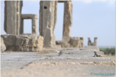 20140825 3 Persepolis 86
