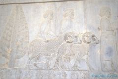 20140825 3 Persepolis 73