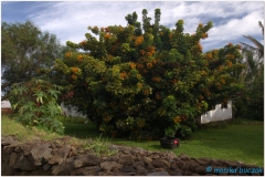 20151128 Rapa Nui 00011