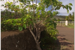 20151128 Rapa Nui 00013