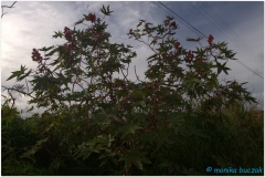 20151128 Rapa Nui 00083