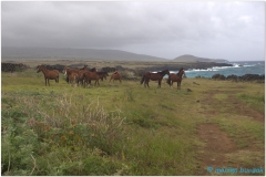 20151129 Rapa Nui 00058