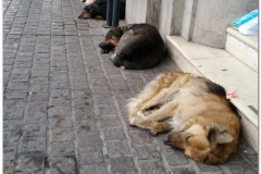20151205 Salta 0009