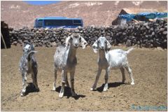 20151203 Atacama 4 00009