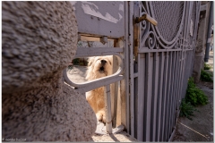 20190401-Bukareszt-20_DxO