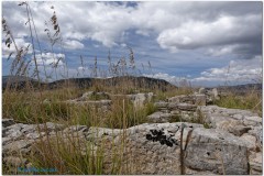 Segesta