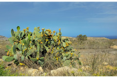 20241004-3a-Gozo-Tal-Mixta_9