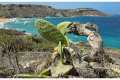 20241004-3b-Gozo-Ramla-Bay_12