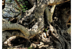 20241006-1b-Xemxija-Heritage-Trail_27