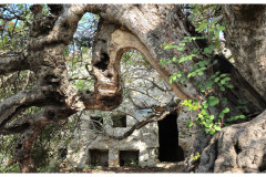 20241006-1b-Xemxija-Heritage-Trail_28