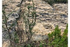 20241006-1b-Xemxija-Heritage-Trail_65_DxO