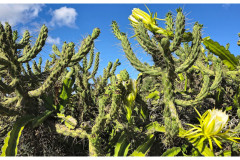 20241006-1b-Xemxija-Heritage-Trail_DxO