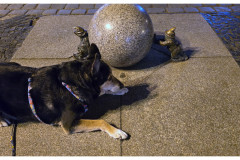 20250327-3-Wroclaw-spacerkiem_17_new-small