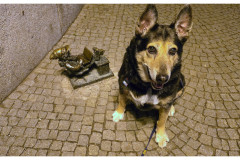 20250327-3-Wroclaw-spacerkiem_20_new-small