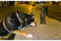 20250327-3-Wroclaw-spacerkiem_22_new-small