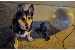 20250327-3-Wroclaw-spacerkiem_28-small