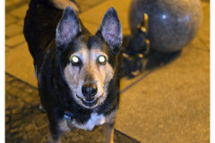 20250327-3-Wroclaw-spacerkiem_35-small