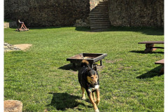 20250328-2-Bolkow_26_new-small