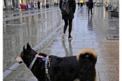 20250329-3-Graz-spacerkiem_5_new-small