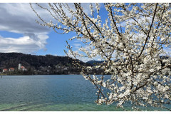 20250330-3-Bled-SLO_25_new-small 20250330-3-Bled-SLO_25_new-small