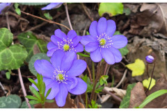 20250330-3-Bled-SLO_33-small