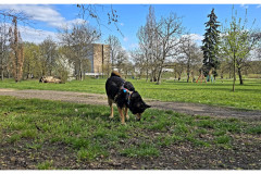 20250406-2-szczesiwie-powroceni_6_new-small