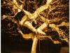 2005-oscadnica-golden-tree
