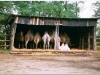 200307-safari-gansendorf-16