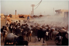 1991-3-Egipt-100d