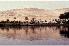 1991-3-Egipt-41