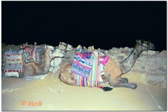 2003-Sharm-15