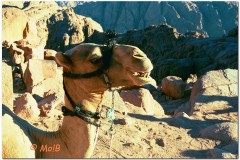 2003-Sharm-29