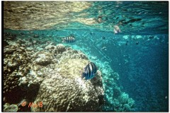 2003-Sharm-5_DxO
