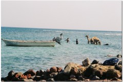 Dahab-51